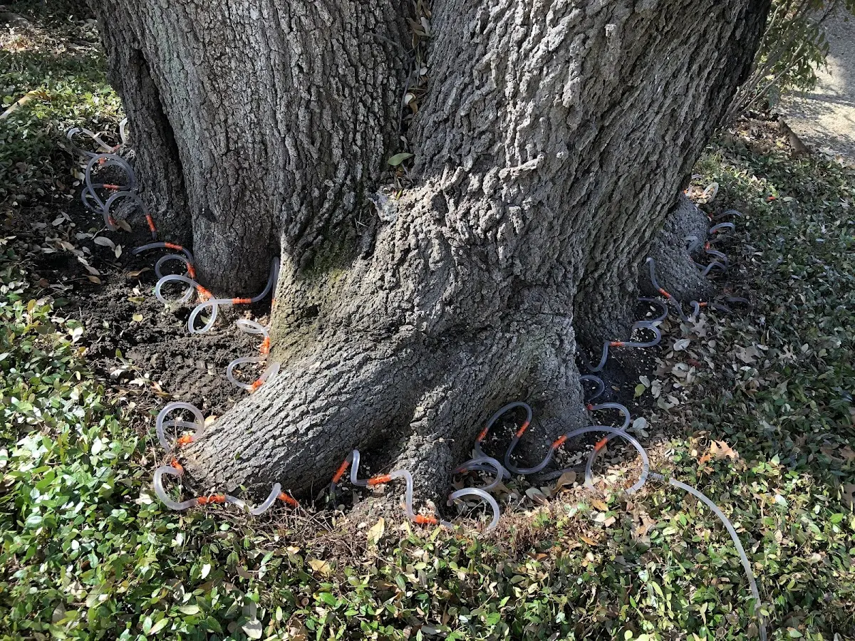 Detailed Tree Cabling and Bracing job site in Kingsport