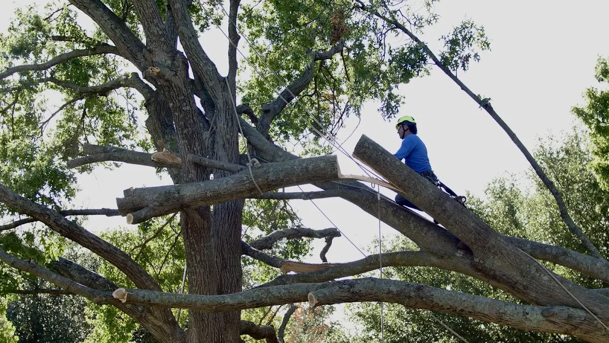 Professional Hazardous Tree Removal performed by certified arborists in Kingsport