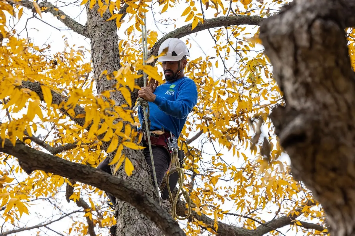 Skilled Tree Pruning crew working in Kingsport